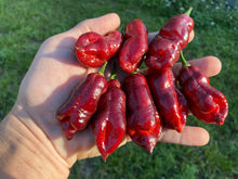 Load image into Gallery viewer, Maroon Voltron (T-E)(Pepper Seeds)