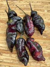 Load image into Gallery viewer, Pandora’s Box Pimenta Jolokia/PJ Mix (Pepper Seeds)