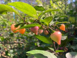 Chuparita (Mix)(T-E) (Pepper Seeds)