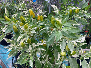 Orange Fish (Pepper Seeds)