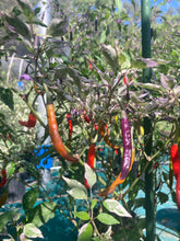 Load image into Gallery viewer, Daywalker (T-E) (Pepper Seeds)