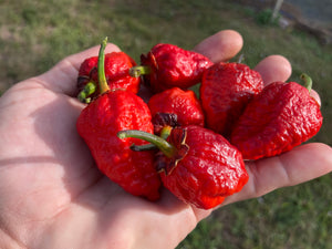 MedullaGum (Pepper Seeds)