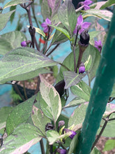 Load image into Gallery viewer, Tiger Jalapeño (Pepper Seeds)