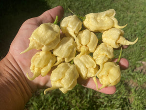 ghost plant seeds XL White Ghost Scorpion (Jays/T-E) (Pepper Seeds) – Towns-End Chili & Spice