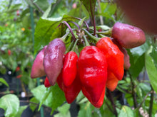 Load image into Gallery viewer, Red Wendigo (T-E) (Pepper Seeds)