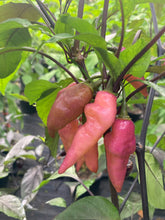 Load image into Gallery viewer, Pink Wendigo (T-E) (Pepper Seeds)