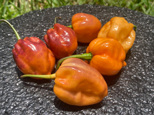 Purple Uprising Orange (Pepper Seeds)