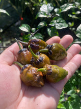 Load image into Gallery viewer, MonsterGum Leopard (Mustard)(Pepper Seeds)