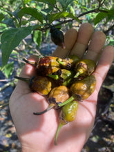 Load image into Gallery viewer, MonsterGum Leopard (Mustard)(Pepper Seeds)