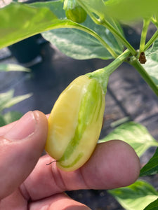 Puriraheim (T-E) (Pepper Seeds)