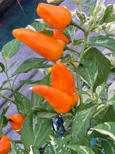 Load image into Gallery viewer, Orange Fish (Pepper Seeds)