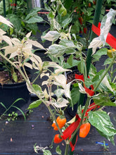 Load image into Gallery viewer, Tiger Anaheim (T-E Mix) (Pepper Seeds)