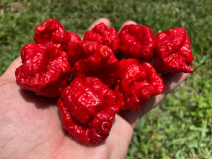 MedullaGum (Pepper Seeds)