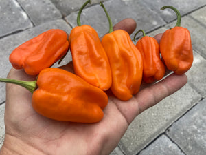 Puriraheim (T-E) (Pepper Seeds)