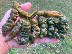 Habanero Mustard Lightning (Pepper Seeds)