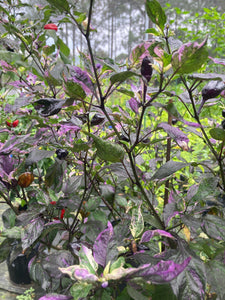 Bryan’s Vulcan Blood (Pepper Seeds)