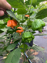 Load image into Gallery viewer, Douglah Orangy (Pepper Seeds)(Limited)