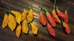 Conquistador (Inca Berry XL) (Pepper Seeds)