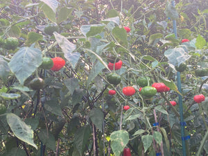 Pi 49793 Sau Paulo (Pepper Seeds)