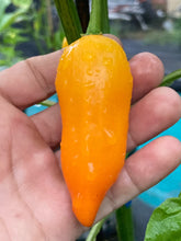 Load image into Gallery viewer, Aji Jamy (Pepper Seeds)