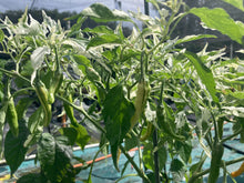 Load image into Gallery viewer, Tiger Thunder (Pepper Seeds)