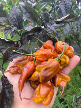 Load image into Gallery viewer, Taj Mahal Mustard (Pepper Seeds)