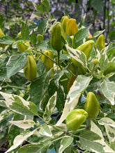 Load image into Gallery viewer, Orange Fish (Pepper Seeds)