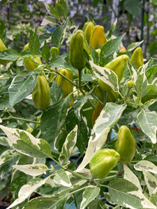 Orange Fish (Pepper Seeds)