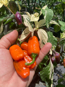 Thunder Nugs (Pepper Seeds)