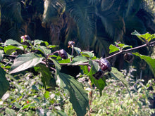 Load image into Gallery viewer, PurpleGum Black Cream (Pepper Seeds)