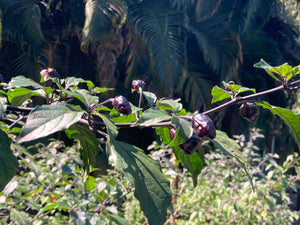 PurpleGum Black Cream (Pepper Seeds)