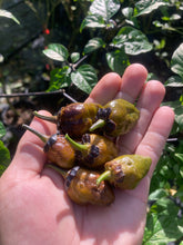 Load image into Gallery viewer, MonsterGum Leopard (Mustard)(Pepper Seeds)