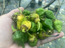 Load image into Gallery viewer, MonsterGum Leopard (Green)(Pepper Seeds)