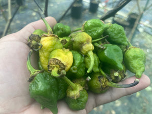 MonsterGum Leopard (Green)(Pepper Seeds)