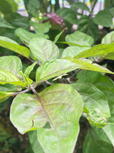 Load image into Gallery viewer, Purple Uprising Yellow (Pepper Seeds)