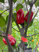 Load image into Gallery viewer, Bryan’s Vulcan Blood (Pepper Seeds)