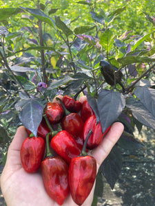 Bryan’s Vulcan Blood (Pepper Seeds)