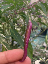 Load image into Gallery viewer, Daywalker (T-E) (Pepper Seeds)