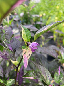 Bryan’s Vulcan Blood (Pepper Seeds)