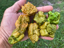 Load image into Gallery viewer, Naglah Mustard (Pepper Seeds)