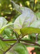 Load image into Gallery viewer, Purple Uprising Yellow (Pepper Seeds)