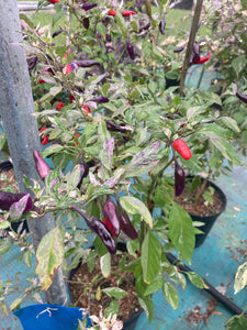 Pickles Blood (Grifter) (Pepper Seeds)