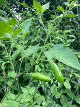 Load image into Gallery viewer, Aji Little Finger (Pepper Seeds)