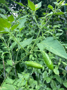 Aji Little Finger (Pepper Seeds)