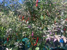 Load image into Gallery viewer, Daywalker (T-E) (Pepper Seeds)