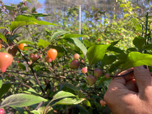 Chuparita (Mix)(T-E) (Pepper Seeds)