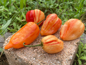 Peppapeach Stripey (Pepper Seeds)