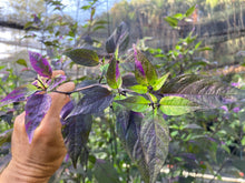Load image into Gallery viewer, Red Trixster XD (Pepper Seeds)