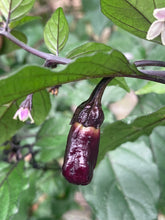 Load image into Gallery viewer, PurpleGum Black Cream (Pepper Seeds)