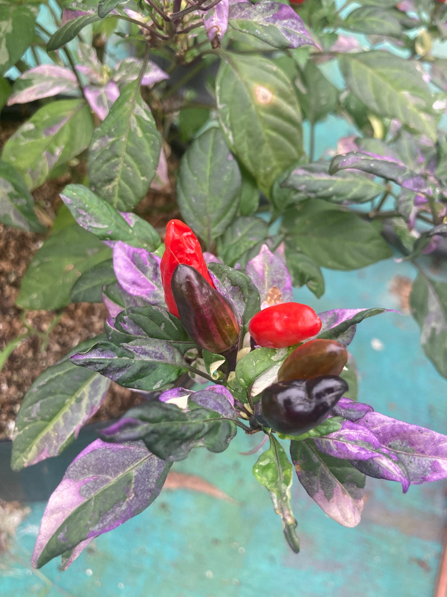 v rising flower seeds Pickles Blood (Rising)(Pepper Seeds) – Towns-End Chili & Spice
